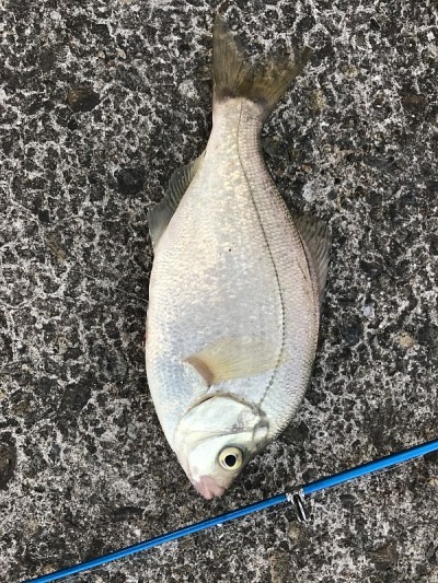 海胆的鱼