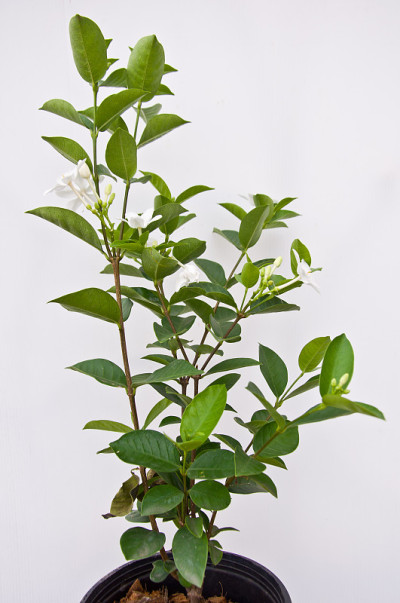 白色的花