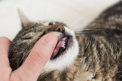 双尖牙的小猫牙齿喷发。