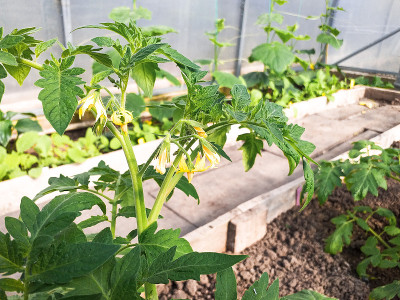 早春时在温室里种上番茄幼苗。在家种菜的概念。