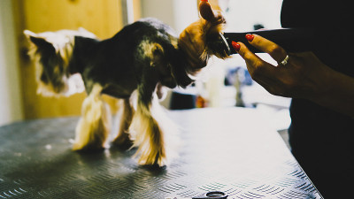 照顾约克郡犬