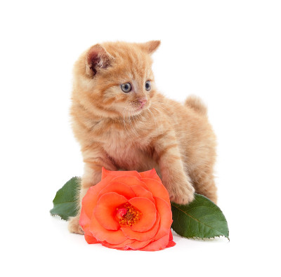 猫和花。