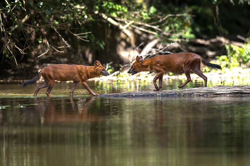 Dhole，森林里的亚洲野狗