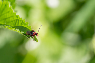 士兵甲虫(Cantharis rustica)从带刺的针叶顶部看。自然背景与复制空间。