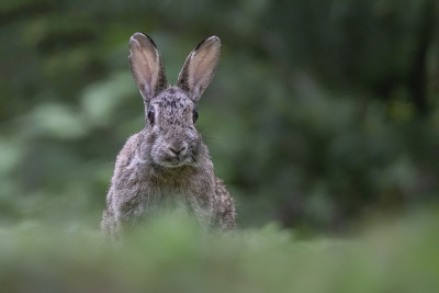 这是一只欧洲兔子(Oryctolagus cuniculus)坐在荷兰北布拉班特的杜宁森林里的特写镜
