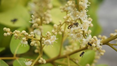蜜蜂传粉的桂圆