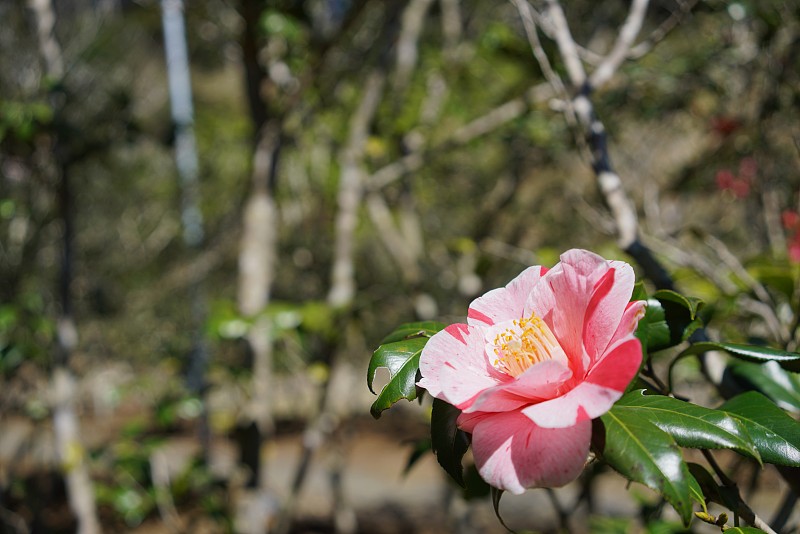 山茶花-白色和粉红色组合成的斑叶