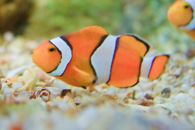 泰国罗永省水族馆里的海葵鱼