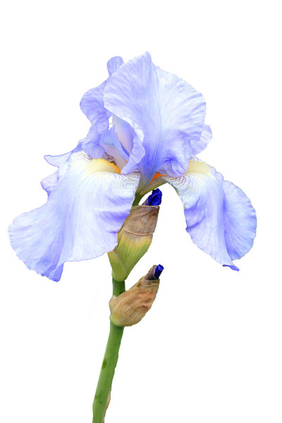 虹膜pallida花