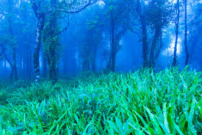 蓝色迷雾中的神秘热带雨林。