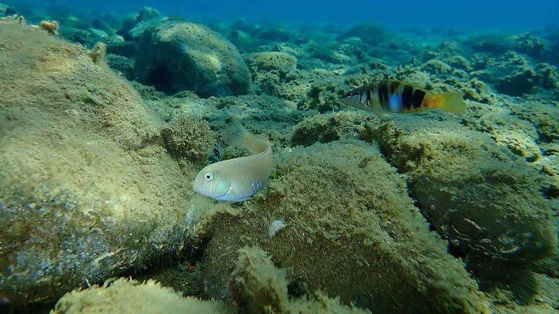 海中珍珠状的剃须鱼或切肉濑鱼(Xyrichtys novacula)和彩绘精梳鱼(Serranus 