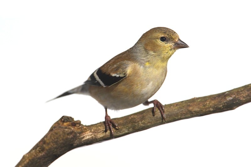 美国金翅雀(Carduelis tristis)