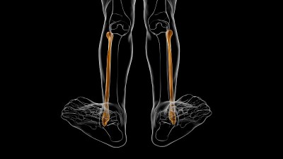 人体骨骼解剖腓骨骨3D渲染