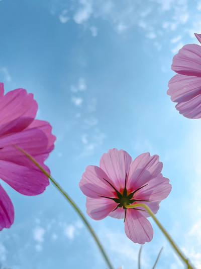 金鸡菊