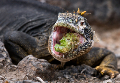 The land iguana eats a cactus.