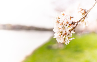 费城开花