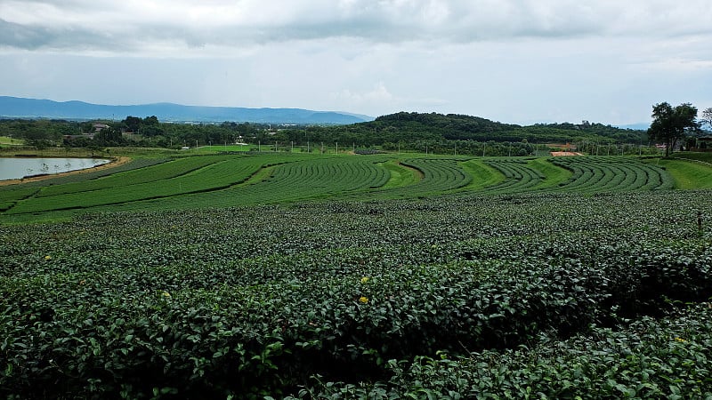 自然景观的绿茶种植园Cameron田