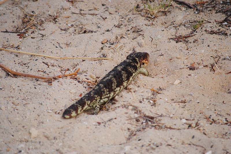 西澳大利亚的Tiliqua rugosa(被蜱虫感染)