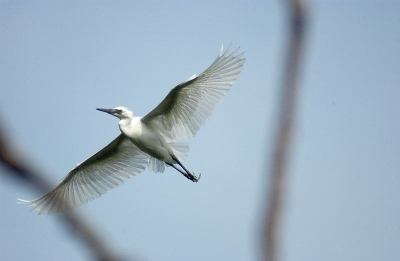 中期Egretta