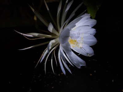 夜之花女