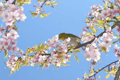 白眼和樱花