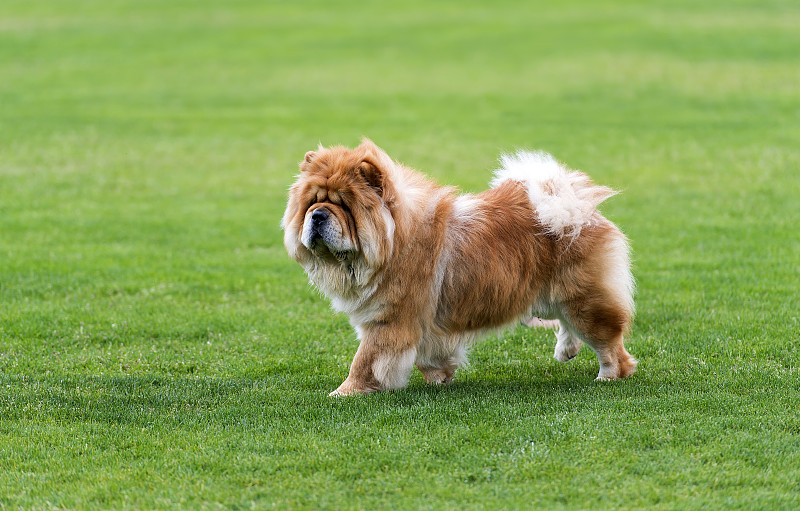 松狮犬站在绿色的田野上。