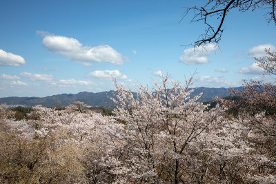 吉野山的樱花