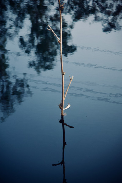 一根绕着池塘水的竹竿