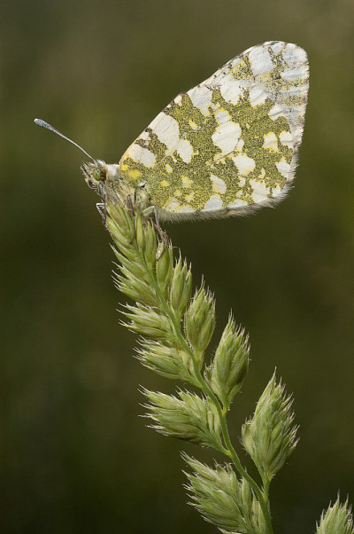 桔梗蝶(cardamines)