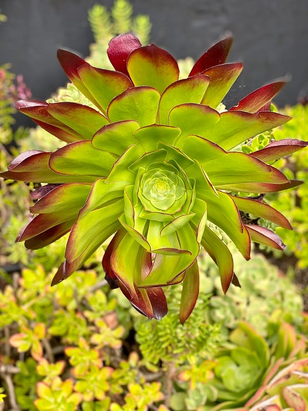 Aeonium Arboreum的近景