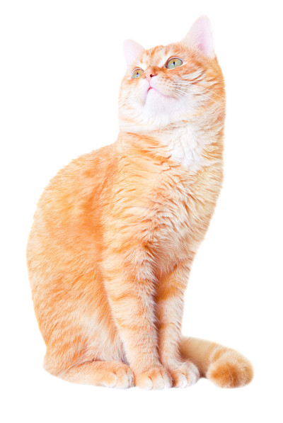 红猫聚精会神地抬起头