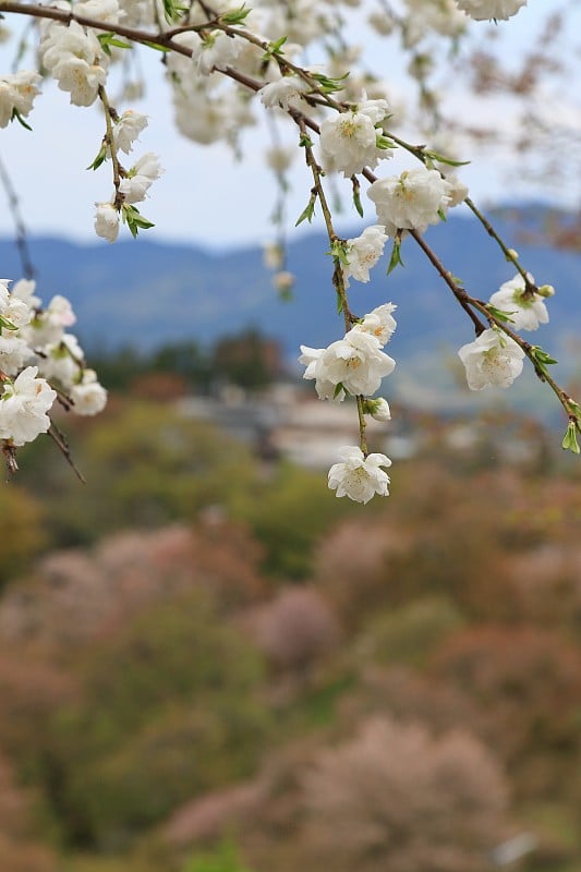 樱花