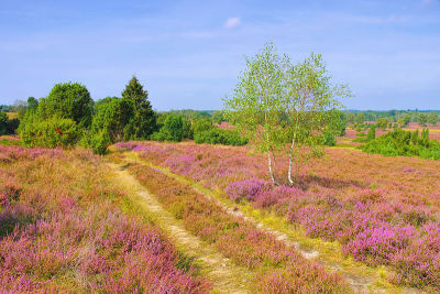 秋天在Wilsede附近的Lueneburg Heath
