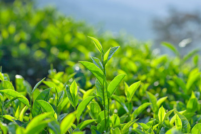 绿茶特写