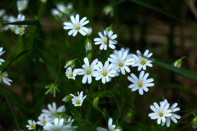 花期繁缕。