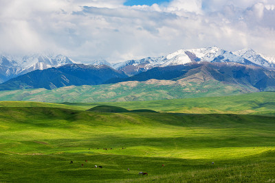 这是一个风景如画的牧场，位于北天山的高山高原上