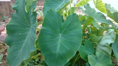 香芋也叫芋头、芋头