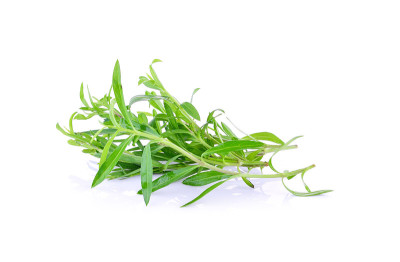 白底龙蒿属草本植物