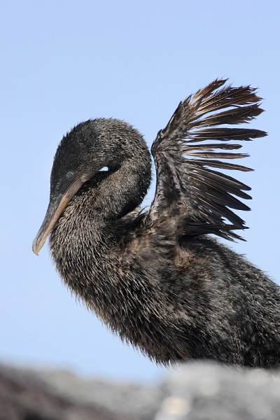 不能飞的鸬鹚(Phalacrocorax harrisi)肖像，彭塔莫雷诺，伊莎贝拉岛，加拉帕戈斯群