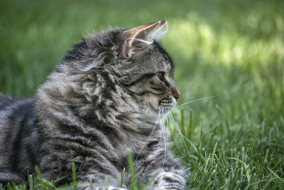猫头
