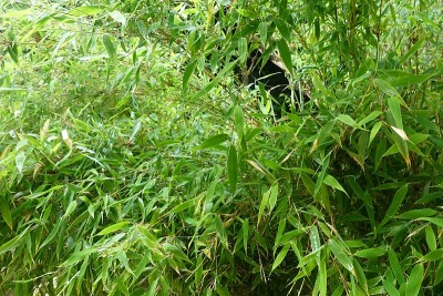 边界有竹林，绿树成荫