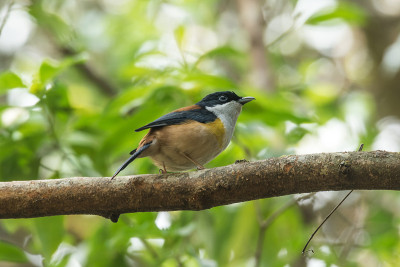 只黑头Shrike-babbler(男性)