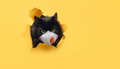 一只滑稽的黑猫戴着医用防护口罩，从一张黄色纸上的破洞里探出身子。隔离、冠状病毒、COVID-19的概