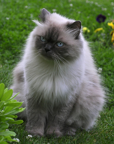 喜玛拉雅猫