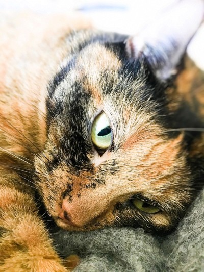 美丽的玳瑁猫极端特写