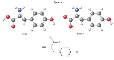 酪氨酸(Tyr) -化学结构式和模型