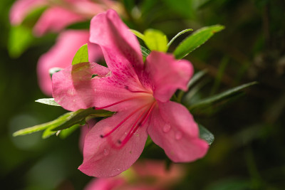 花园公园里粉红色的杜鹃花
