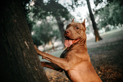 斗牛犬站在户外，爪子在树上