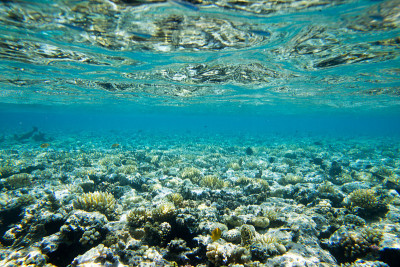 海底世界全景。水下珊瑚礁海洋灯