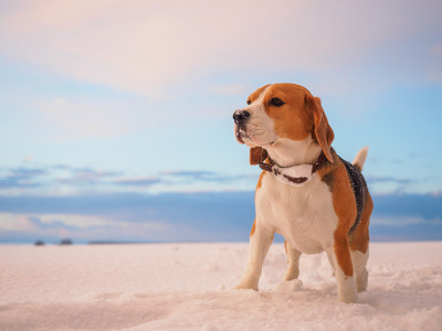 在美丽的冬季日落背景上的比格尔犬